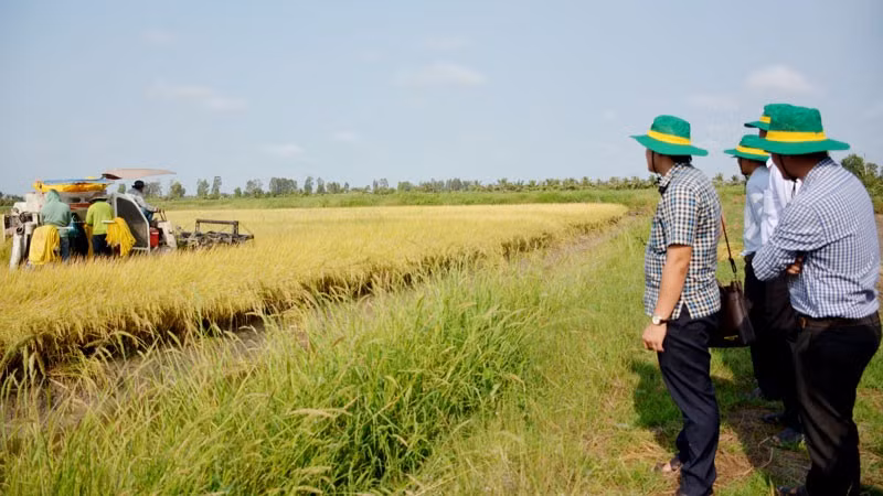Ban lãnh đạo ấp Trung Hòa, cùng các thành viên Hợp tác xã Hiệp Lực tham quan cánh đồng lúa trên nền tôm không sử dụng phân bón hóa học.