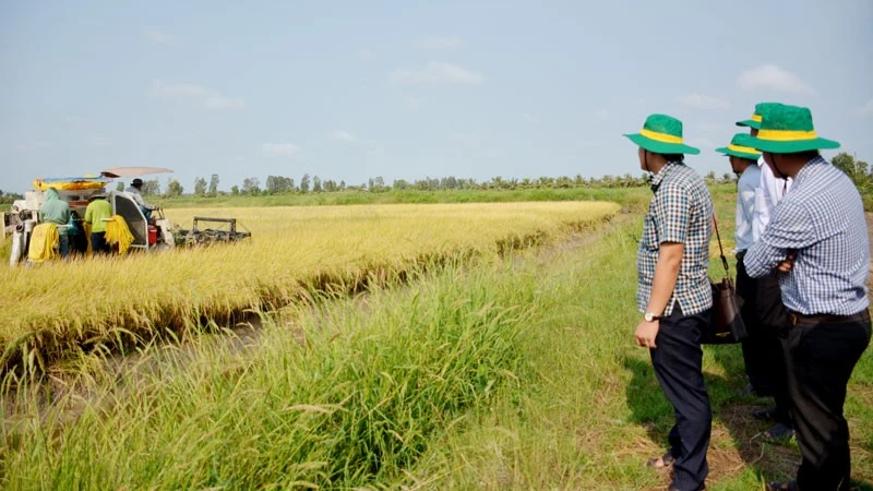 Ban lãnh đạo ấp Trung Hòa, cùng các thành viên Hợp tác xã Hiệp Lực tham quan cánh đồng lúa trên nền tôm không sử dụng phân bón hóa học.