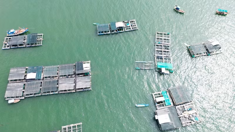 Nuôi cá trong lồng bè ở vùng biển Kiên Hải. (Ảnh: THỦY NGUYÊN).