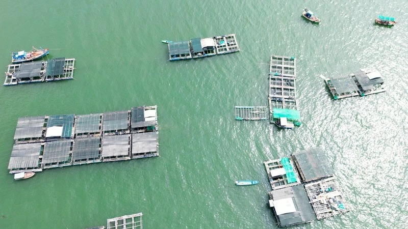 Nuôi cá trong lồng bè ở vùng biển Kiên Hải. (Ảnh: THỦY NGUYÊN).