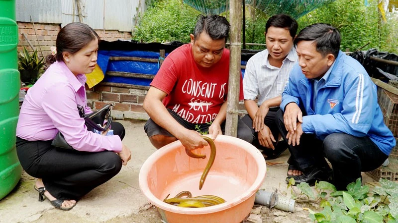 Mô hình nuôi lươn của ông Danh Út (thứ 2, từ trái qua), ở xã Định Hòa.