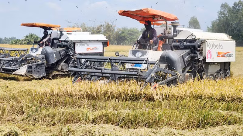 Nông nghiệp-thế mạnh ở xã Hòa Thuận.