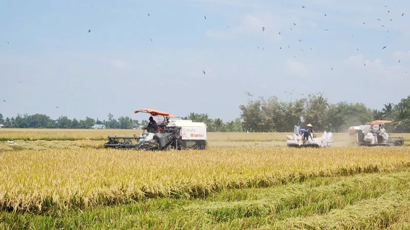 Nông dân xã Long Thạnh thu hoạch lúa.