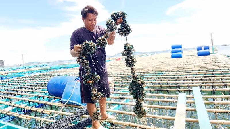 Nuôi biển ở xã Kiên Lương.