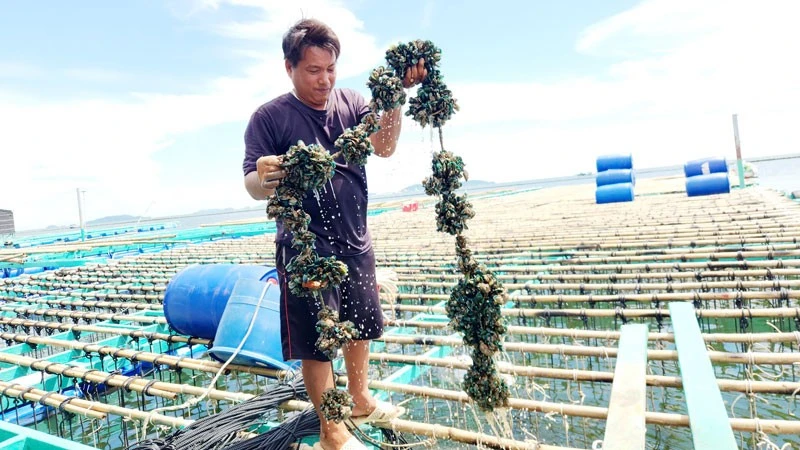 Nuôi biển ở xã Kiên Lương.