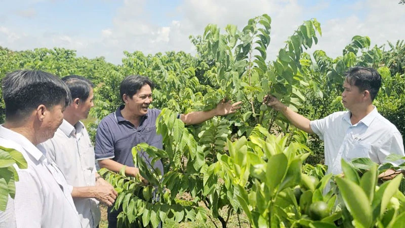 Mô hình nông nghiệp ở xã Hòa Hưng. (Ảnh: HOÀNG THÁCH).