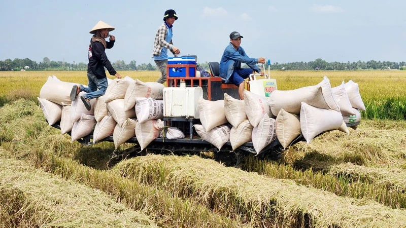 Nông dân Vĩnh Hòa thu hoạch lúa.