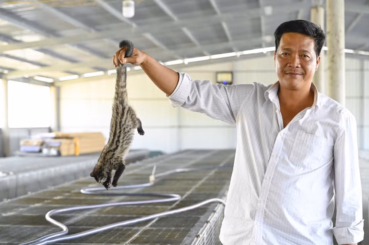 Mô hình nuôi chồn hương của anh Lê Thanh Bảo.