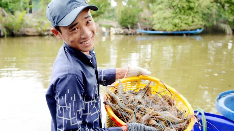 Thu hoạch tôm ở xã Vĩnh Thuận.