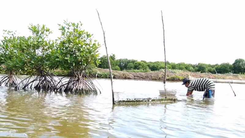 Nuôi sò huyết dưới tán rừng ở Tân Thạnh.