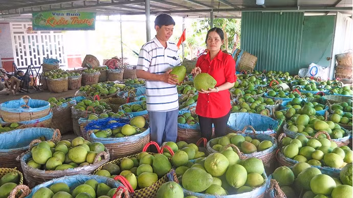anh-4-buoi-5-roi-la-mot-trong-nhung-dac-san-cua-tinh-vinh-long-duoc-cap-xa-so-vung-trong.jpg