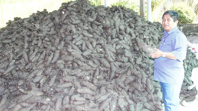 anh-4-khoai-mo-la-loai-dac-san-cua-xa-binh-phuoc.jpg