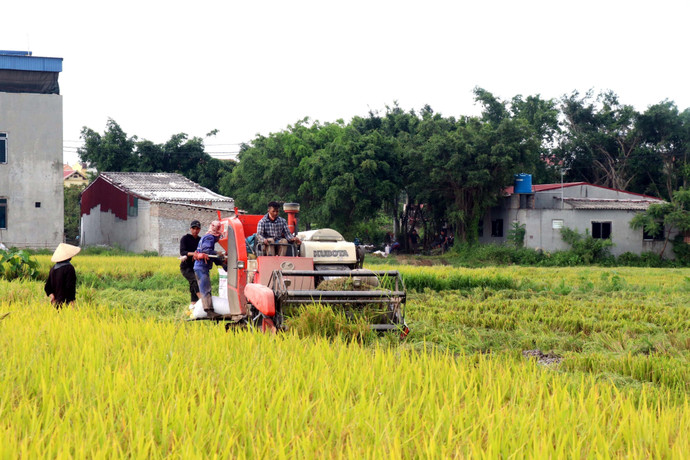 nguoi-dan-huyen-tien-lu-hung-yen-thu-hoach-lua-xuan-ttxvn.jpg