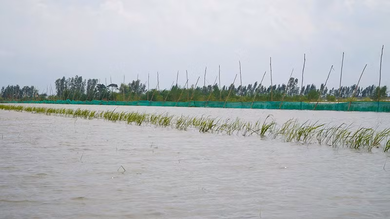Thành viên Hợp tác xã Sản xuất nông nghiệp sinh thái Quyết Tiến đăng lưới bao quanh vùng nuôi trữ cá.