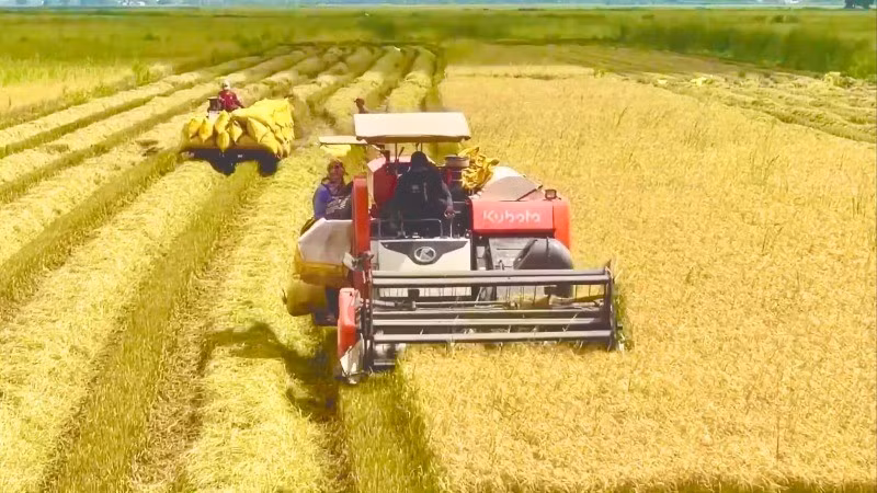 Trồng lúa ứng dụng công nghệ cao được xác định là một trong những khâu đột phá của nhiệm kỳ