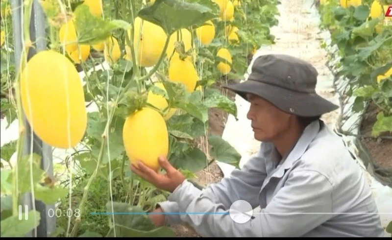 Dưa lưới là sản phẩm OCOP của xã Trà Vong, Tây Ninh