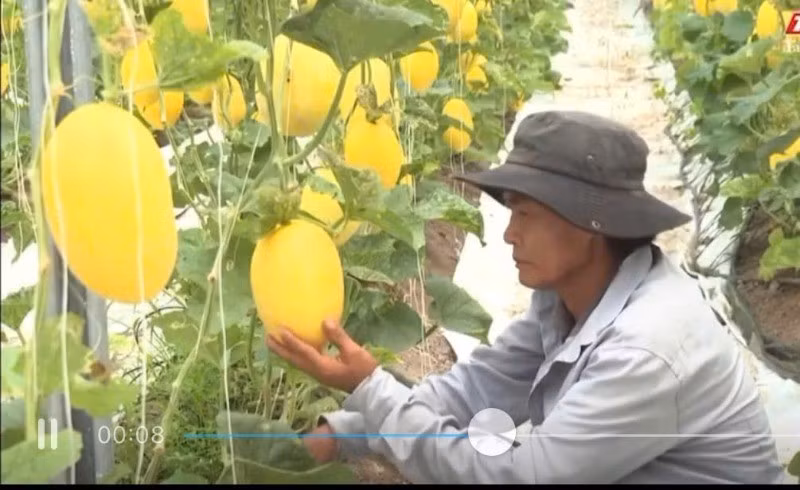 Dưa lưới là sản phẩm OCOP của xã Trà Vong, Tây Ninh