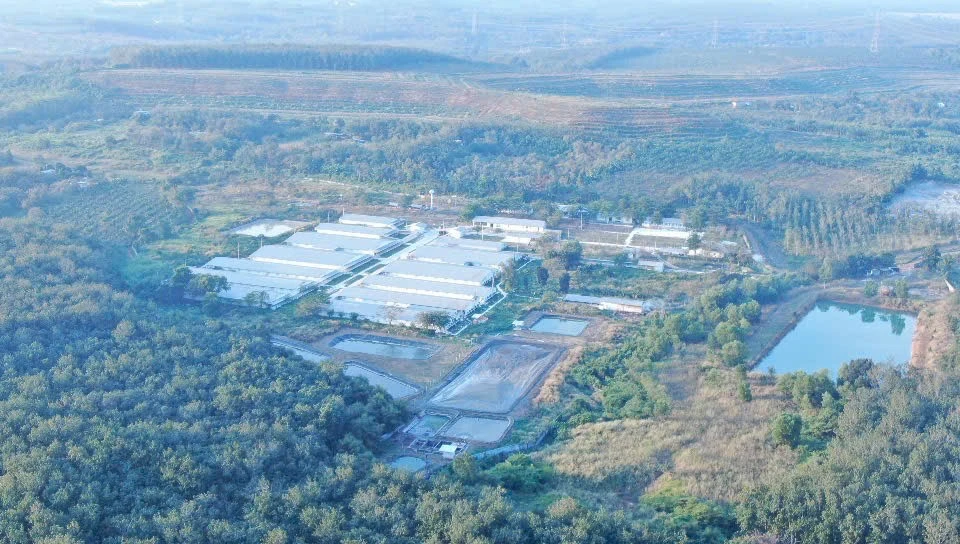 Một trang trại chăn nuôi lợn khép kín ở xã Tân Hưng tỉnh Đồng Nai