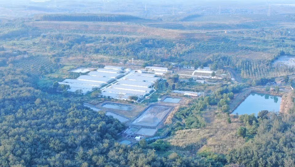 Một trang trại chăn nuôi lợn khép kín ở xã Tân Hưng tỉnh Đồng Nai