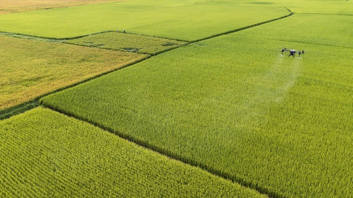 Cánh đồng lúa hữu cơ tại xã Vĩnh Linh, tỉnh Quảng Trị.