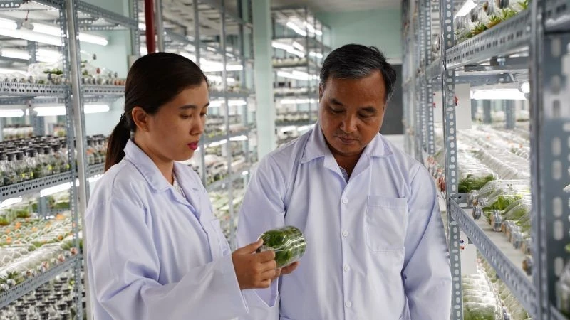 Phòng nhân giống hoa lan bằng phương thức nuôi cấy mô tại Khu Nông nghiệp công nghệ cao Thành phố Hồ Chí Minh. (Ảnh: CAO TÂN)