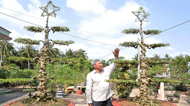 Trồng mai nu là một trong những thế mạnh của nông dân xã Vĩnh Bình (tỉnh Đồng Tháp).