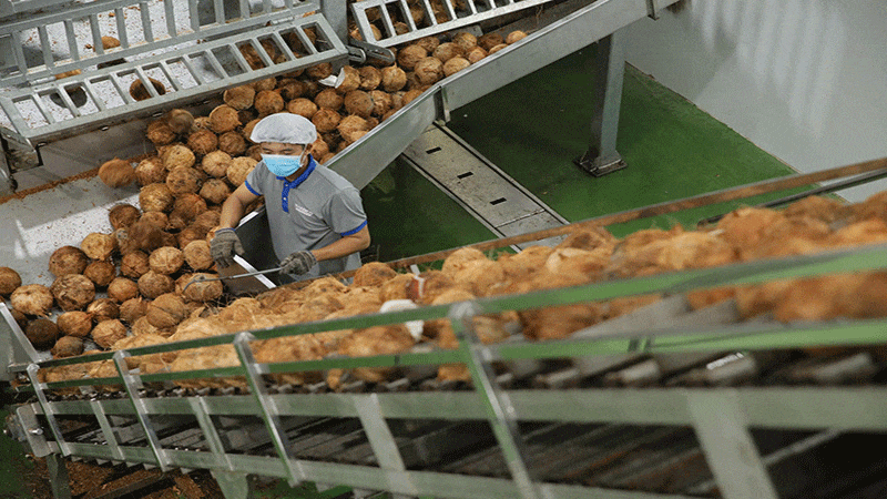 Chế biến dừa xuất khẩu tại Công ty cổ phần thực phẩm Thabico-Tiền Giang, ngụ xã Bình Ninh.