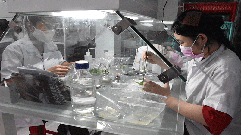 Nghiên cứu khóm cấy mô của hợp tác xã Nông nghiệp công nghệ cao Kim Phát (xã An Thạnh Thủy, tỉnh Đồng Tháp).