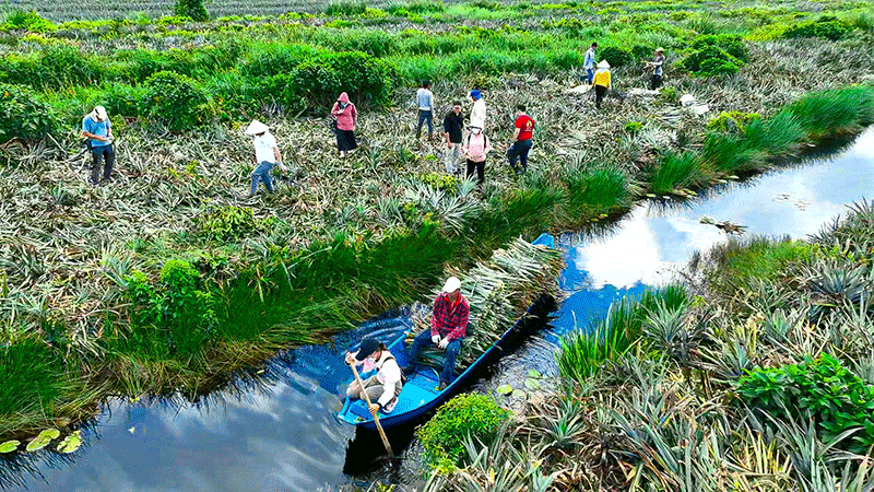 Phong trào trồng khóm cho năng suất cao lan rộng ở các xã Tân Phước 2, 3 và Hưng Thạnh.