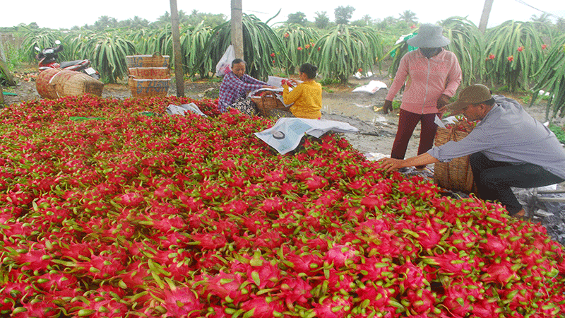 Thanh long là thế mạnh trong nông nghiệp của xã Mỹ Tịnh An.