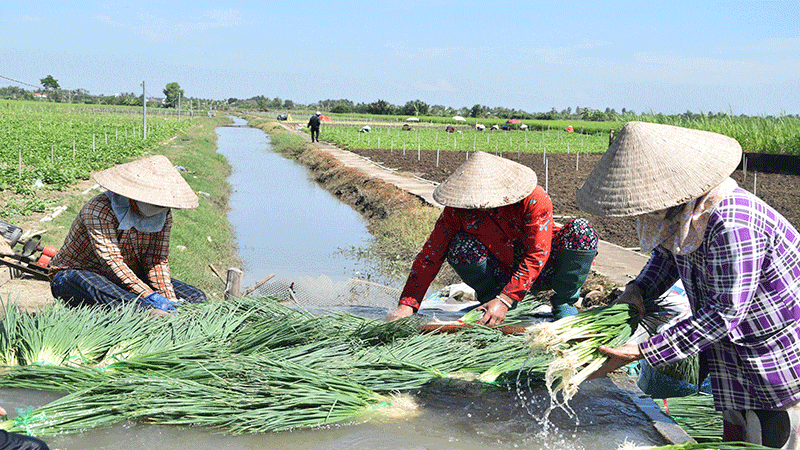 Rau màu là một trong những thế mạnh của xã Long Bình.