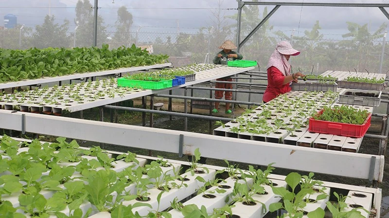 Phát huy mô hình ứng dụng khoa học, công nghệ trong sản xuất