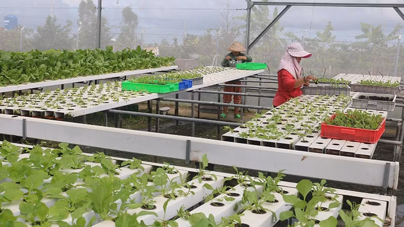 Phát huy mô hình ứng dụng khoa học, công nghệ trong sản xuất