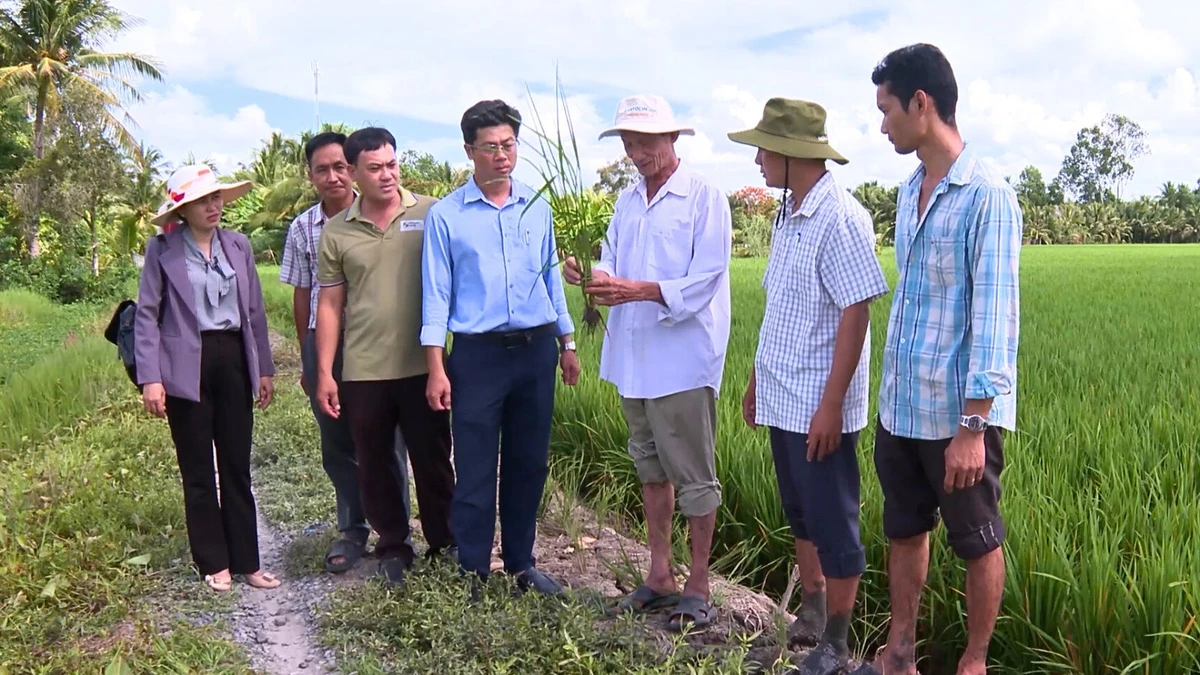 Tổ khuyến nông cộng đồng xã Vĩnh Thuận Đông hỗ trợ kỹ thuật cho nông dân.