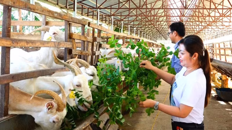 Du khách tham quan mô hình trại sữa dê Ngọc Đào của chị Đặng Thị Ngọc Đào ở xã Tân Hòa, thành phố Cần Thơ.