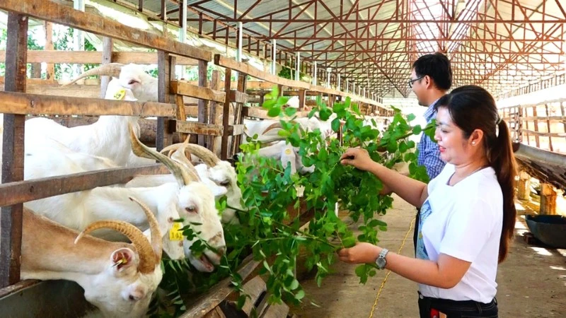 Du khách tham quan mô hình trại sữa dê Ngọc Đào của chị Đặng Thị Ngọc Đào ở xã Tân Hòa, thành phố Cần Thơ.