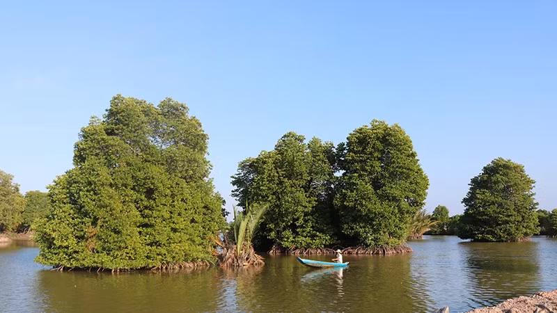 Vĩnh Long phục hồi hệ sinh thái rừng ngập mặn