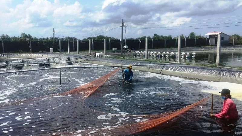 Nông dân xã Thạnh Phong phát triển mô hình nuôi tôm thẻ chân trắng mang lại hiệu quả kinh tế cao.