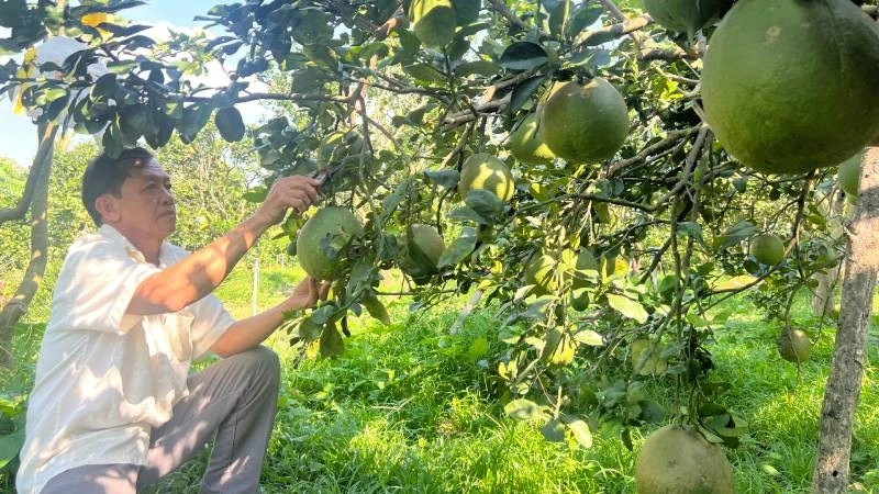Nông dân xã Phú Túc trồng bưởi da xanh mang lại hiệu quả kinh tế cao.
