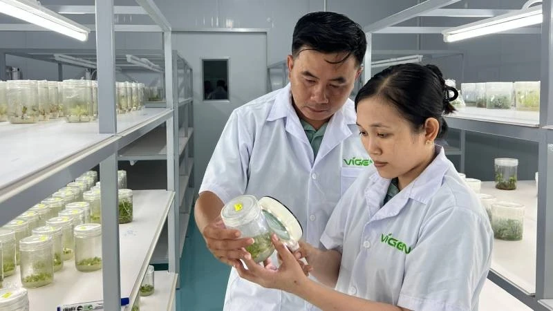 Ứng dụng công nghệ nuôi cấy mô trong nhân giống cây trồng tại xã Chợ Lách (tỉnh Vĩnh Long).