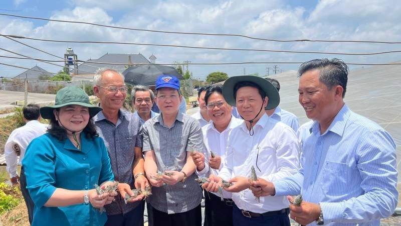 Xã Thạnh Phú phát triển mô hình nuôi tôm công nghệ cao.