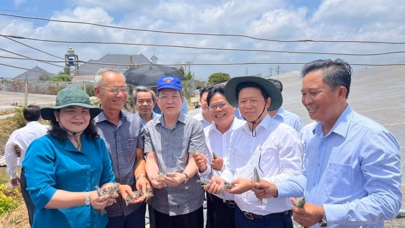 Xã Thạnh Phú phát triển mô hình nuôi tôm công nghệ cao.