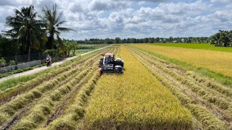 Nông dân xã Lương Hòa ứng dụng máy gặt đập liên hợp trong thu hoạch lúa.