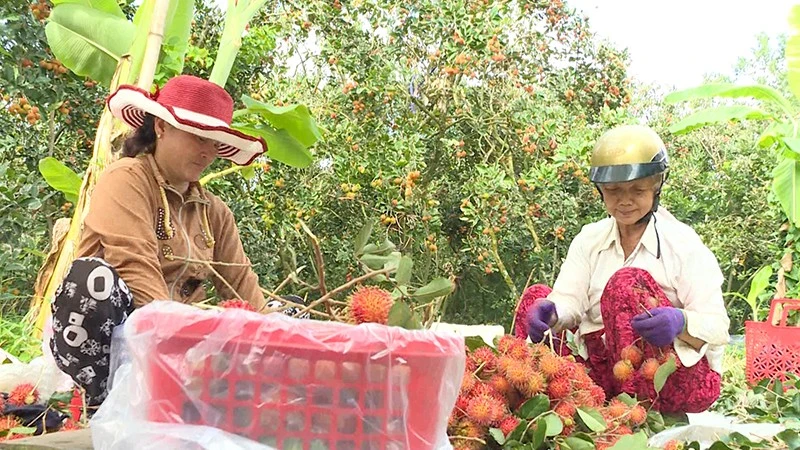 Nông dân cù lao An Bình thu hoạch chôm chôm. 