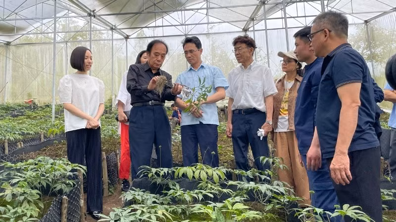 Mô hình liên kết với Nhật Bản phát triển cây sâm Lai Châu thành sản phẩm hàng hóa chất lượng cao.