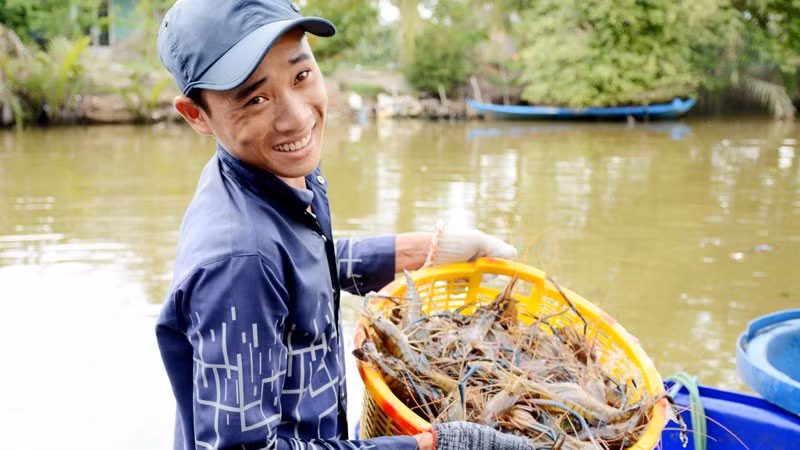 Thu hoạch tôm ở xã Vĩnh Thuận.