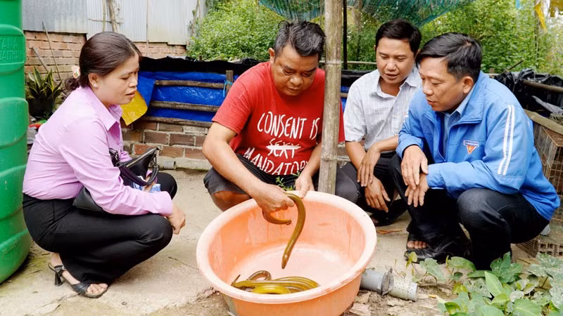 Mô hình nuôi lươn của ông Danh Út (thứ 2, từ trái qua), ở xã Định Hòa.