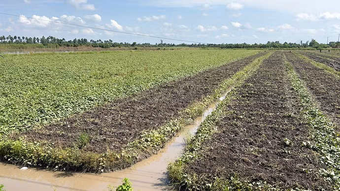 anh-5-canh-dong-khoai-lang.jpg