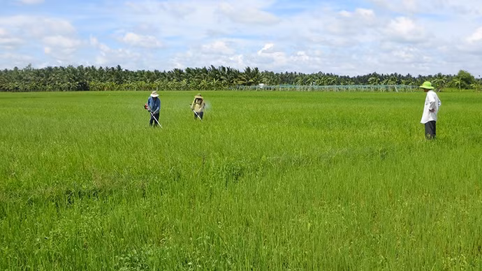 anh-6-canh-dong-lua-huu-co-cua-htc-tan-dat.jpg