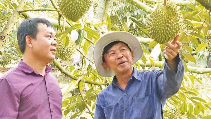 Xã Truông Mít có hơn 1.500 hecta sầu riêng, được xem là thủ phủ trồng sầu riêng của Tây Ninh